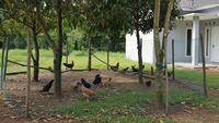 9 Desain Umbaran Ayam Dengan Pagar Jaring Biar Ayam Bebas Tapi Aman, Ternak Cepat Besar