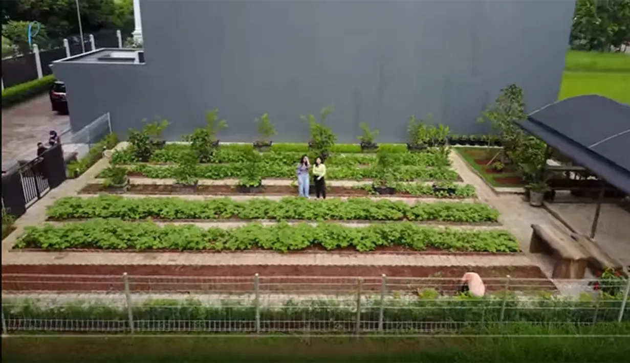 Kebun sayur Prilly Latuconsina (Youtube/ Prilly Latuconsina)