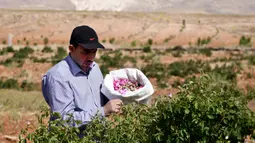 Seorang pria Suriah ambil bagian dalam proses pemetikan Damask atau Mawar Damask (Damascene Rose) yang populer di Kota al-Marah, sebelah utara ibu kota Damaskus, Suriah, (27/5/2020). (Xinhua/Ammar Safarjalani)
