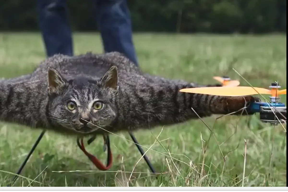 [Bintang] Kucing 