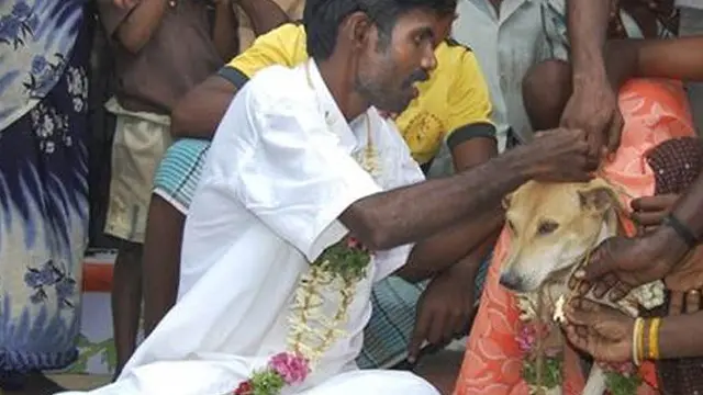 Pria India menikah dengan hewan.