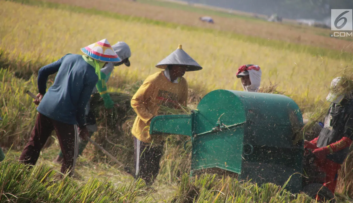 Petani menggiling saat musim panen padi di sawah Desa Bube Baru, Kecamatan Suwawa, Kabupaten Bone Bolango, Gorontalo (15/3). Mulai dari menyabit padi hingga sudah menjadi bulir gabah itu semua mengunakan tenaga manusia. (Liputan6.com/Arfandi Ibrahim)