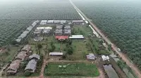Areal perkebunan PT Mendahara Agrojaya Industri yang kini telah diakuisisi oleh PTPN VI. (Liputan6.com/http://ptpn6.com/statis-48/pt-mai.html)