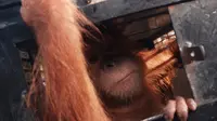 Anak orangutan ditempatkan di kandang ayam (Liputan6.com / Reza Efendi)