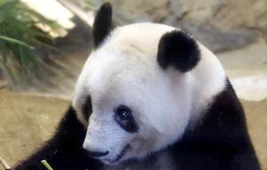 Panda raksasa Xiang Xiang terlihat dalam kandang pada hari pengamatan terakhir sebelum ia kembali ke China untuk selamanya di Kebun Binatang Ueno, Tokyo, Jepang, 19 Februari 2023. Xiang Xiang telah menjadi daya tarik bagi Kebun Binatang Ueno sejak kelahirannya pada 2017. (Masanori Takei/Kyodo News via AP)