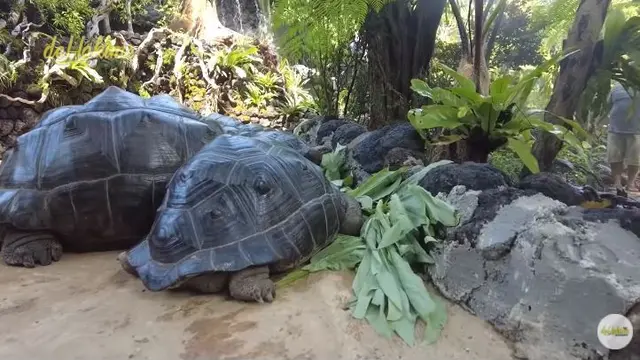 Bak Kebun Binatang, Ini 7 Potret Kandang Burung Milik Irfan Hakim