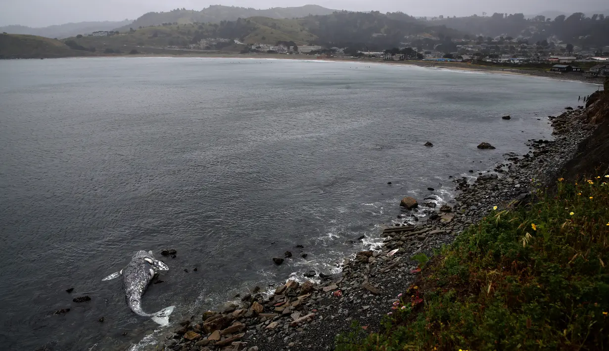 Bangkai paus abu-abu mati terdampar di pantai dekat Pacifica State Beach, Pacifica, California (14/5/2019). Peneliti belum dapat menentukan berapa lama bangkai paus itu terdampar. (AFP Photo/Justin Sullivan)