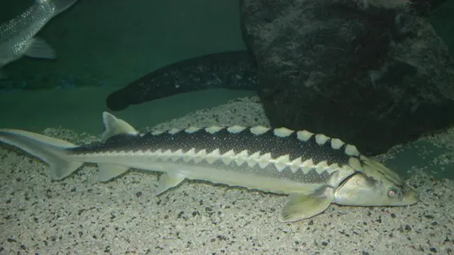 Beluga Caviar 4