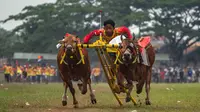 Seorang pemuda mengendarai kereta yang ditarik oleh dua ekor sapi jantan selama kompetisi balap banteng Karapan Sapi di Bangkalan, pulau Madura, Jawa Timur, Minggu (16/10/2022). Lomba karapan sapi yang memperebutkan Piala Presiden itu diikuti 24 pasang sapi dari sejumlah daerah di Madura. (Juni Kriswanto/AFP)