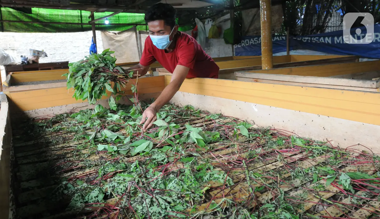 Warga memberikan makan jangkrik di kampung Pasiron, Bojongsari, Depok, Jawa Barat, Senin (7/3/2022). Dalam sebulan mereka mampu menghasilkan rata-rata Rp 8 juta hingga Rp 10 juta/ bulan dari budidaya jangkrik yang dipanen dengan setiap 30 hari. (merdeka.com/Arie Basuki)