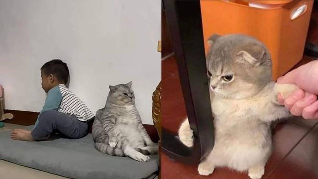7 Potret Kucing Sedang Ngambek yang Bikin Meringis, Jadi Makin Lucu