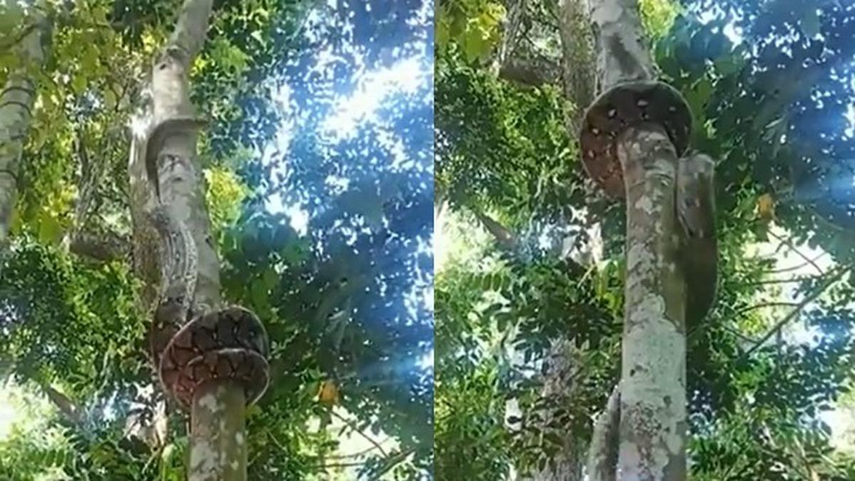 Viral Detik-Detik Piton Raksasa Lincah Memanjat Pohon, Videonya Bikin Merinding