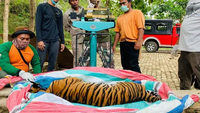Pengukuran berat badan harimau