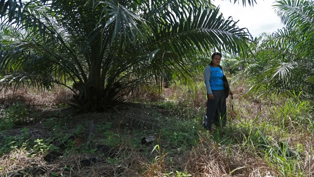 Lahan Sawit Renggut Kebahagiaan Penduduk Asli