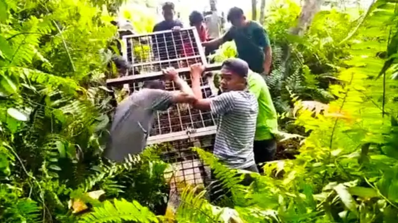 Petugas membawa box trap atau kandang jebak untuk mengevakuasi harimau sumatra dari Desa Teluk Lanus, Kabupaten Siak.
