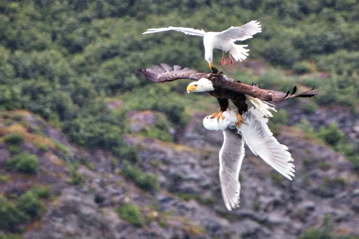 Burung Camar Menyerang Burung Elang Untuk Selamatkan Temannya