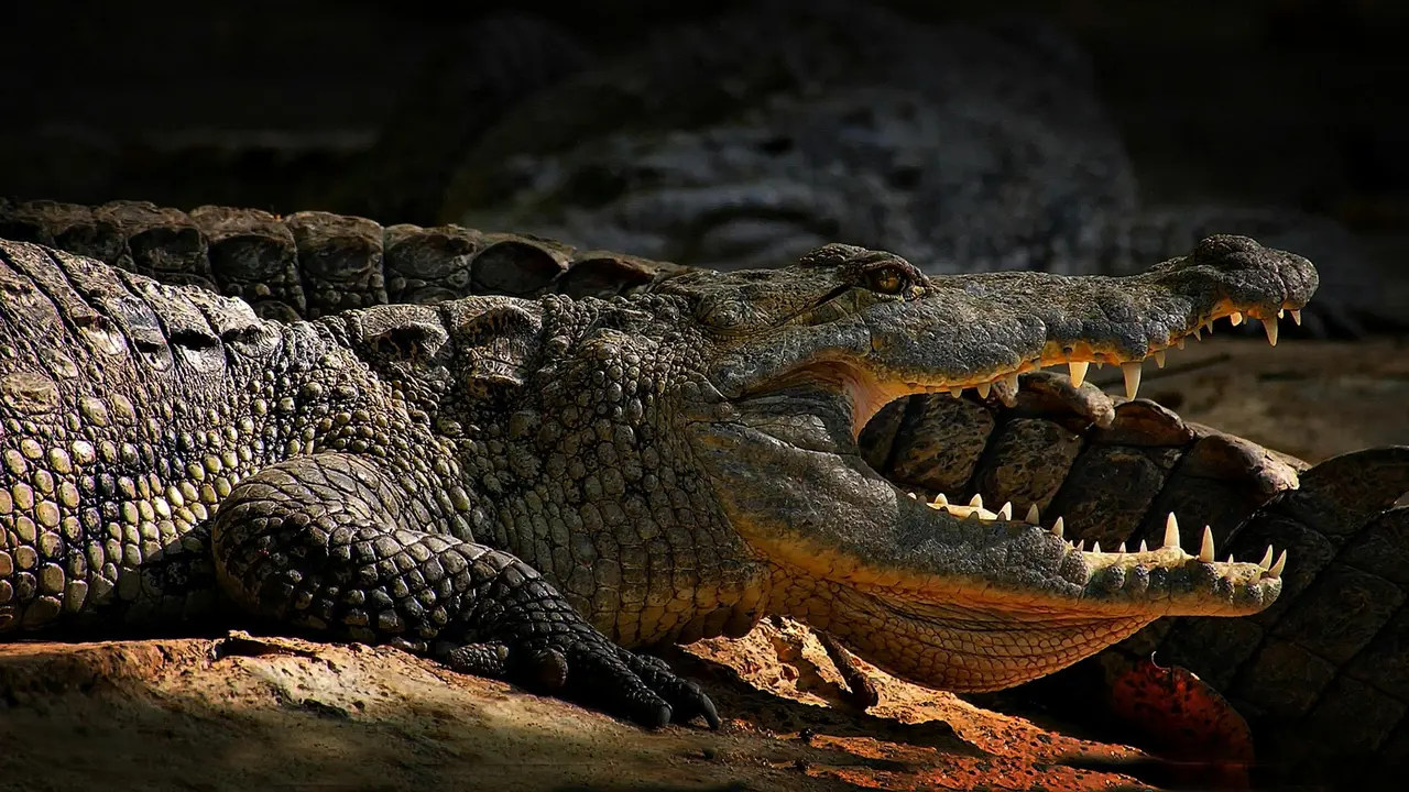 Aligator