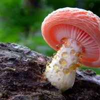 Jamur unik yang benar-benar ada di dunia.