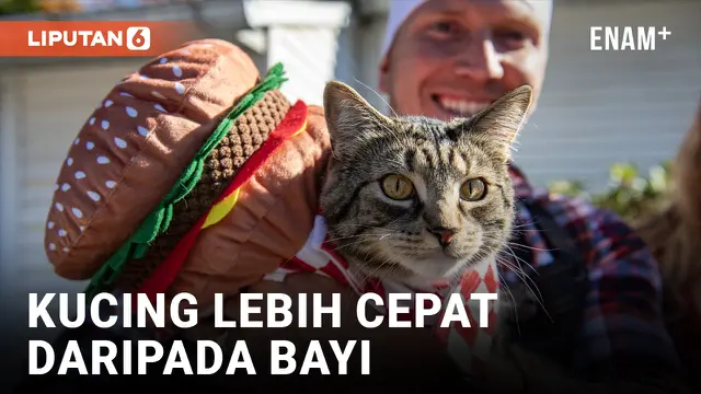 VIDEO: Menurut Penelitian, Kucing Dapat Mempelajari Kata-Kata Lebih Cepat daripada Bayi