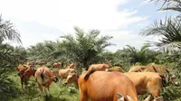 Sebagian warga di Jambi memilih melepasliarkan sapi-sapi miliknya tanpa kandang khusus. (Liputan6.com/B Santoso)