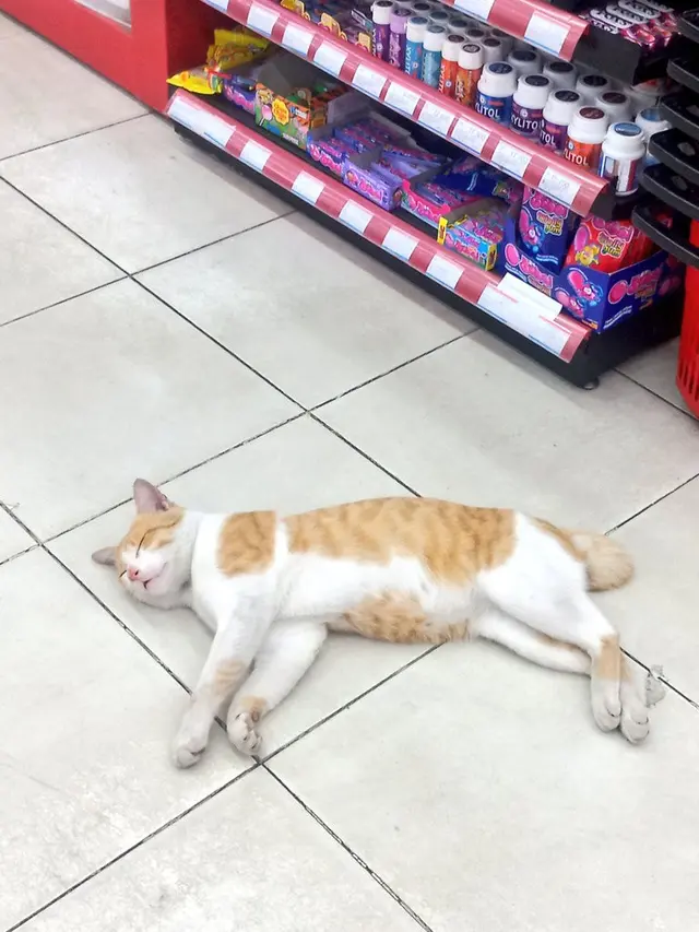 6 Potret Kucing Tidur di Supermarket Ini Kocak, Selalu Ada Saja Tingkah Lucunya