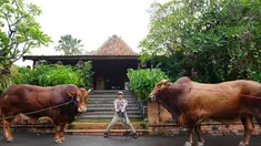 Irfan Hakim dari tahun ke tahun selalu konsisten berkuban di Iduladha. Lebaran kurban tahun ini juga begitu dengan ada 2 sapi yang ia kurbankan. Satu sapi kurban miliknya bernama Wariso dan satu sapi yang lain bernama Golden Irfan persembahkan untuk eyang mama. (Liputan6.com/IG/irfanhakim75)