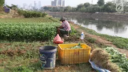 Warga memanen sayur mayur yang ditanam di bantaran Kanal Banjir Barat, Jakarta, Jumat (5/10). Sayur mayur tersebut berupa kangkung, sawi, dan cabai. (Liputan6.com/Immanuel Antonius)