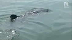 Kejadian langka terjadi di pantai Probolinggo. Warga bisa melihat hiu tutul dengan jelas, mereka berasal dari Australia.