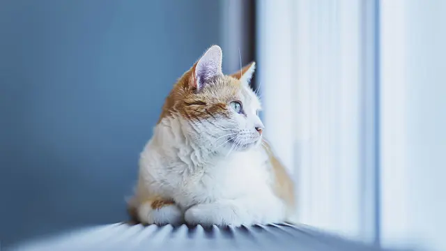 [Bintang] 7 Tips Memotret Kucing Agar Terlihat Lebih Menggemaskan di Kamera