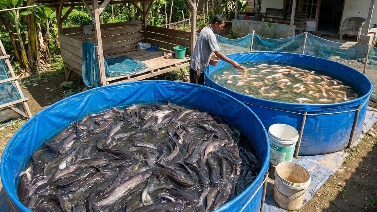 Ternak Lele dan Nila di Kolam Terpal