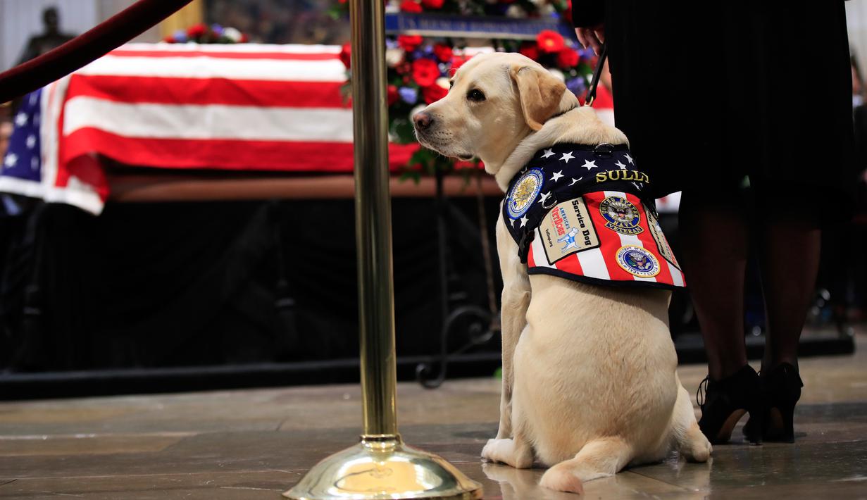 FOTO Kesetiaan Sully, Anjing yang Menjaga Peti Mati HW Bush