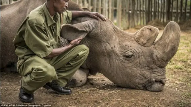 Sudan, Badak Putih jantan teraakhir di dunia akhirnya mati (© natgeo creative)