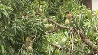 9 Cara Mencangkok Pohon Mangga yang Mudah, Cepat Tumbuh Akar dengan Sabut Kelapa