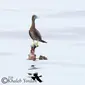 Burung laut yang terpantau (Tim Burung Laut Indonesia)