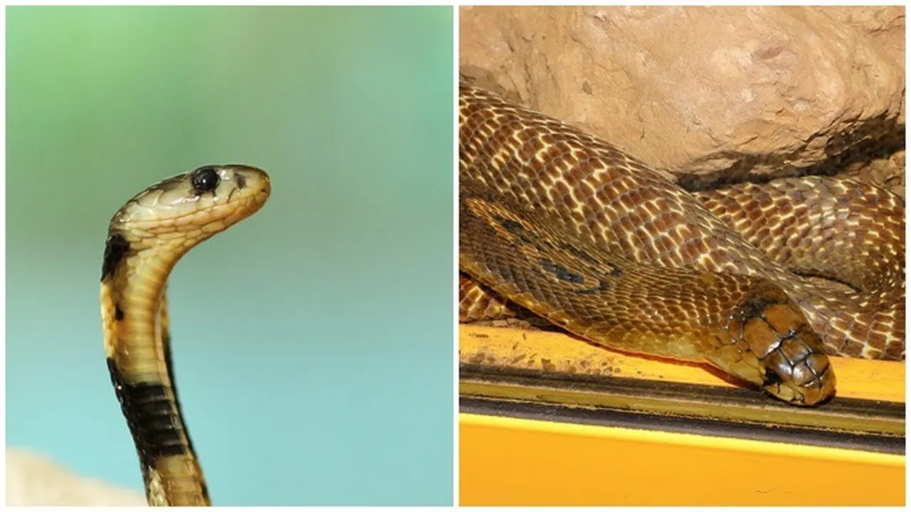 Perbedaan King Cobra dengan Ular Kobra