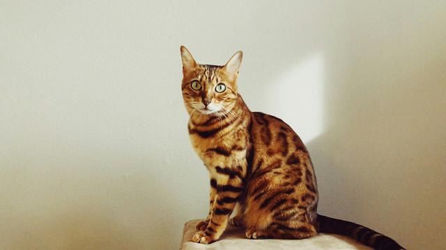 Bengal