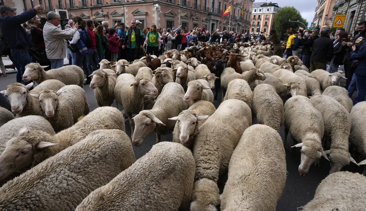 Sekawanan domba digiring melewati pusat kota Madrid, Spanyol, Minggu (23/10/2022). Kedekatan hewan-hewan tersebut membuat warga kota senang berkumpul untuk menyaksikan ritual yang tidak biasa itu. (AP Photo/Paul White)