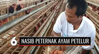 Sempat diamankan aparat usai protes dengan membentangkan poster tuntutan di Blitar, peternak ayam petelur berdialog dengan Presiden di Istana. Presiden menginstruksikan harga jagung turun untuk pakan dan hasil telur peternak bisa difungsikan sebagai ...