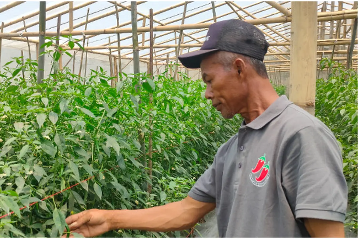 Cerita Petani Majalengka Menjaga Inflasi Dengan Sentuhan Teknologi