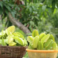 Ilustrasi pohon belimbing. (Gambar oleh Paresh Biswas dari Pixabay)