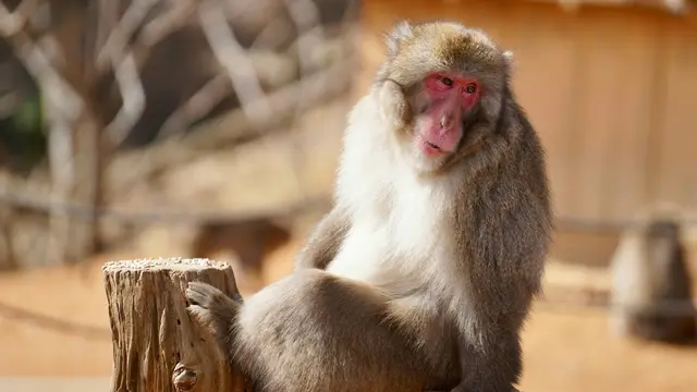 Japanese Macaque