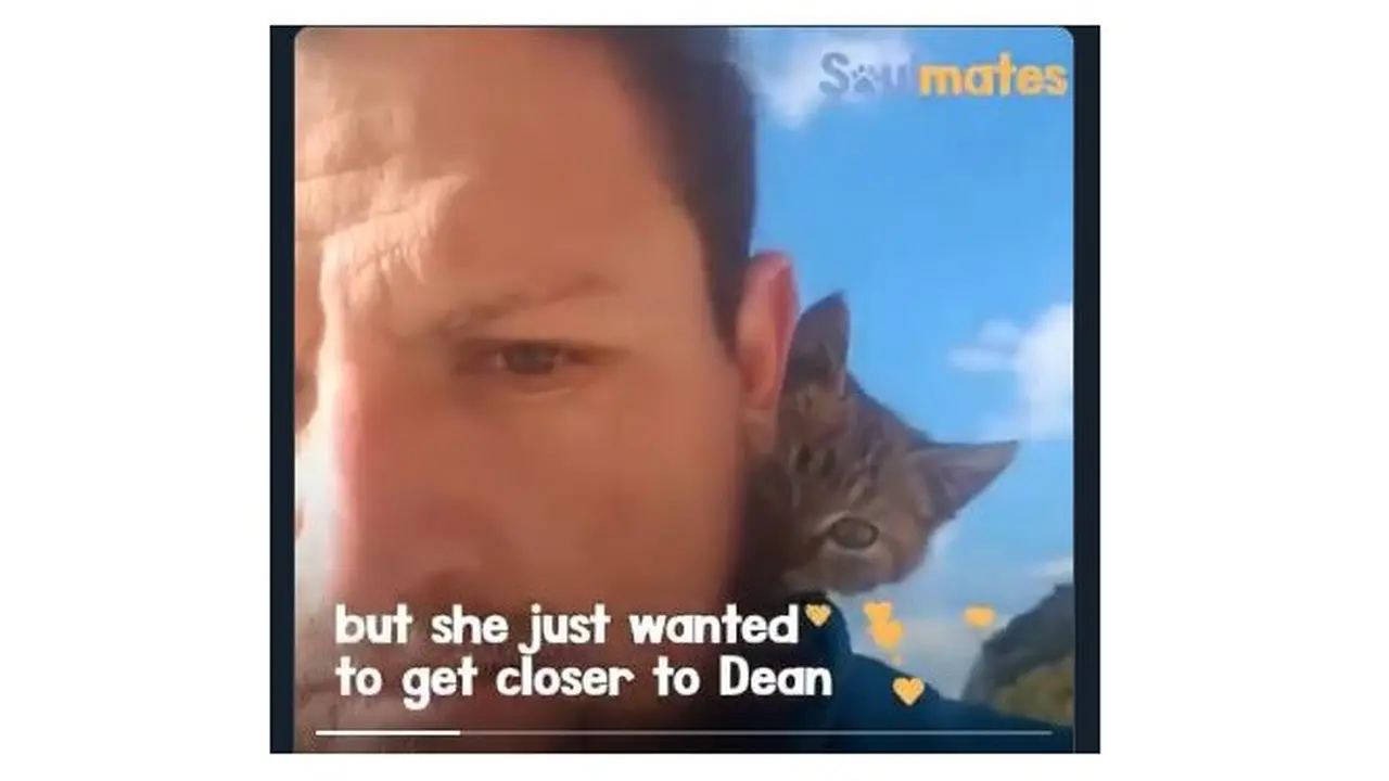 Kisah Pria Temukan Anak Kucing Saat Keliling Dunia Ini Bikin Salut