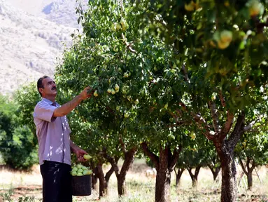 Petani memanen buah pir di Zabadani, pedesaan Damaskus, Suriah, 22 Agustus 2020. Para petani kembali ke lahan pertanian mereka di kota yang dilanda perang itu usai Zabadani berhasil direbut kembali. Tahun ini, para petani menikmati panen pertama setelah bertahun-tahun. (Xinhua/Ammar Safarjalani)