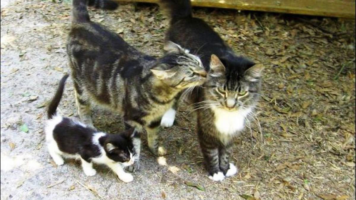 Intip Caboodle Ranch, Kota yang Khusus Dihuni Para Kucing - Citizen6 ...