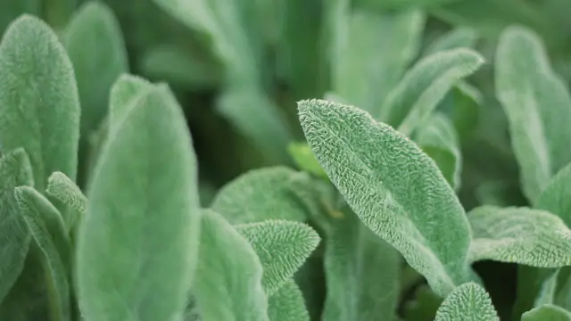 sage