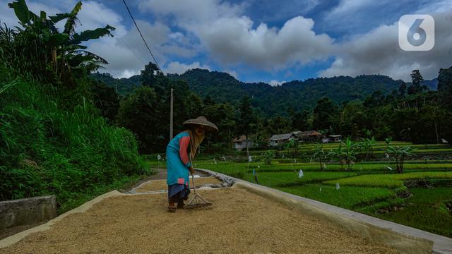 harga beras di tingkat penggilingan