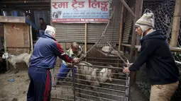 Sejumlah pria saat menimbang seekor kambing akan dijual disebuah pasar ternak di Kathmandu, Nepal, Kamis (15/10/2015).   Kambing - kambing ini akan dijual untuk dikorbankan dalam peringatan festival keagamaan ini. (REUTERS/Navesh Chitrakar)
