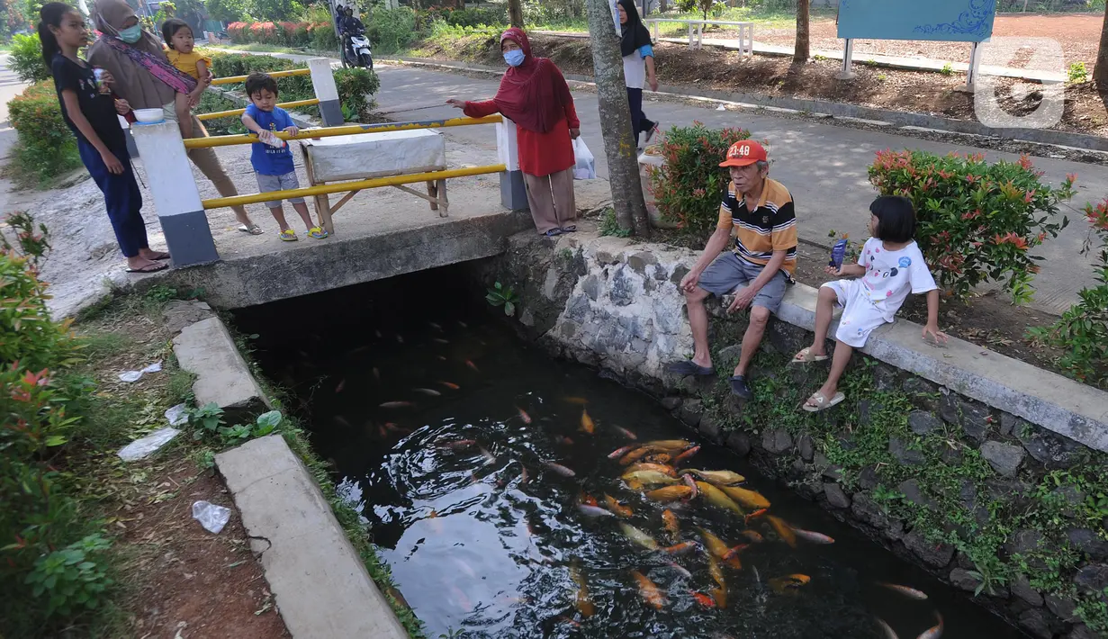 Warga memberi makan ikan yang dikembangbiakkan di saluran air di Perumahan Puri Pamulang, Tangerang Selatan, Selasa (8/9/2020). Selokan sepanjang 400 meter yang dulu kumuh, kini disulap menjadi kolam ikan untuk hiburan dan meningkatkan perekonomian warga dengan menjualnya. (merdeka.com/Arie Basuki)