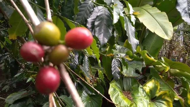 Kopi di kebun kopi kafe Seladang, Kecamatan Wih Pesam, Kabupaten Bener Meriah, Provinsi Aceh (Liputan6.com/Rino Abonita)