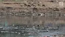 Kawanan dombak mencari makan di dekat Kanal Banjir Barat, Jakarta, Selasa (16/7/2019). Kemarau sejak dua bulan terakhir ini menyebabkan sampah-sampah yang mengendap di dasar sungai muncul ke permukaan sehingga menimbulkan bau tak sedap. (merdeka.com/Iqbal S Nugroho)
